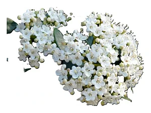 Laurentina / Viburnum Tinus Arbusto Ornamental