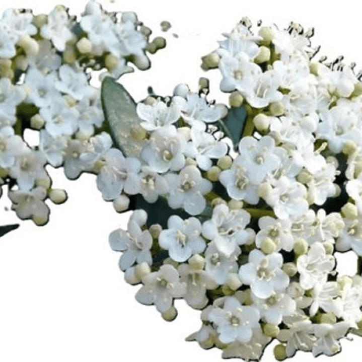 Laurentina / Viburnum Tinus Arbusto Ornamental 1