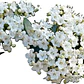 Laurentina / Viburnum Tinus Arbusto Ornamental - Miniatura 1