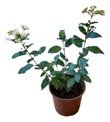 Laurentina / Viburnum Tinus Arbusto Ornamental 2