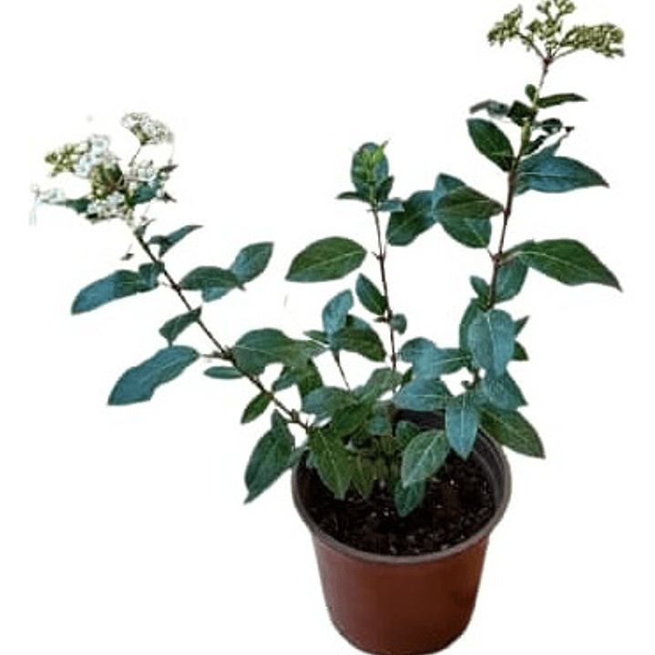 Laurentina / Viburnum Tinus Arbusto Ornamental 2