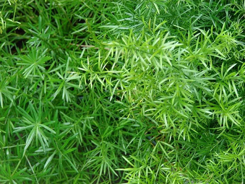 Helecho Asparagus Sprengeri Planta Interior 1