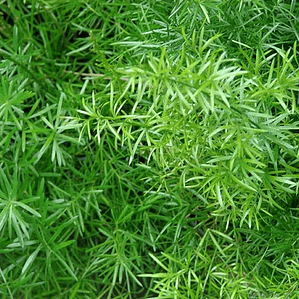 Helecho Asparagus Sprengeri Planta Interior