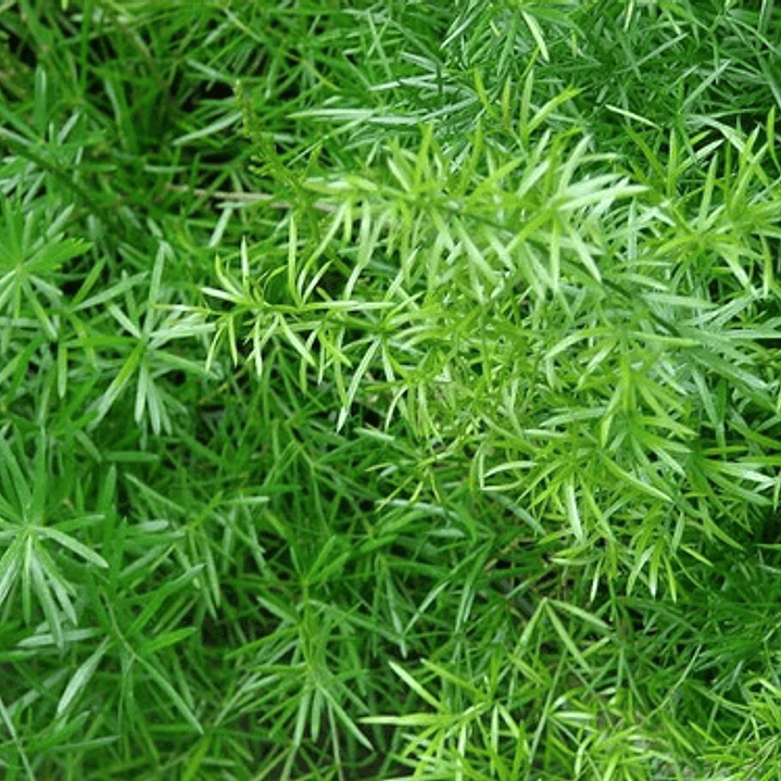Helecho Asparagus Sprengeri Planta Interior 1