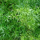 Helecho Asparagus Sprengeri Planta Interior - Miniatura 1