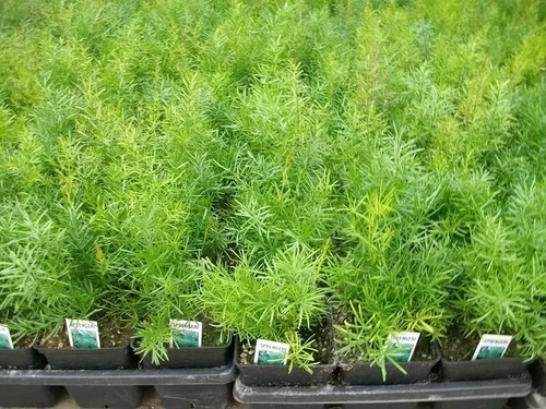 Helecho Asparagus Sprengeri Planta Interior 2