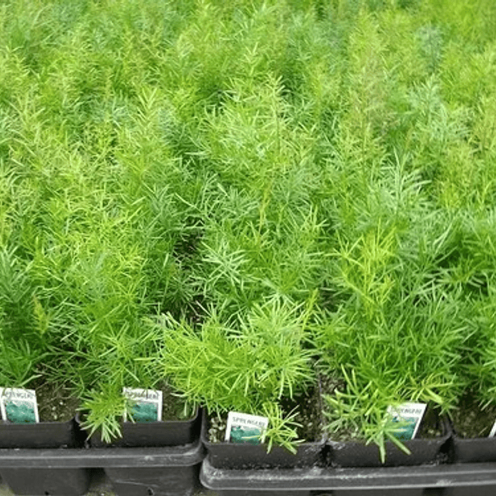 Helecho Asparagus Sprengeri Planta Interior 2
