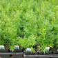 Helecho Asparagus Sprengeri Planta Interior - Miniatura 2