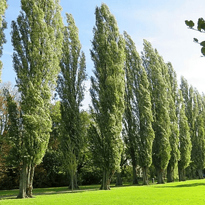 Alamo 2 Metros Árbol Planta Ornamental