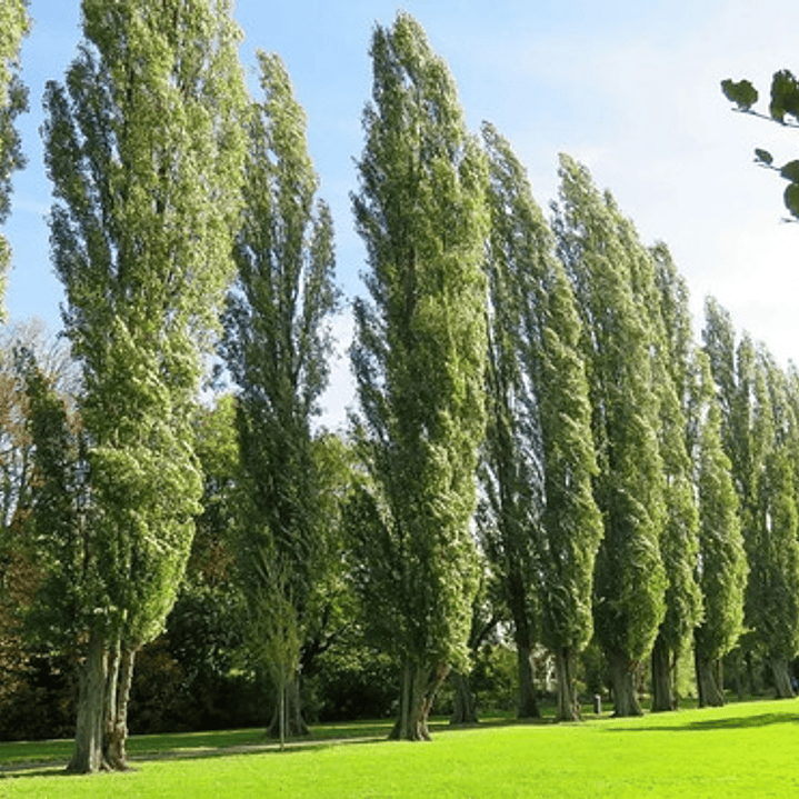 Alamo 2 Metros Árbol Planta Ornamental 1