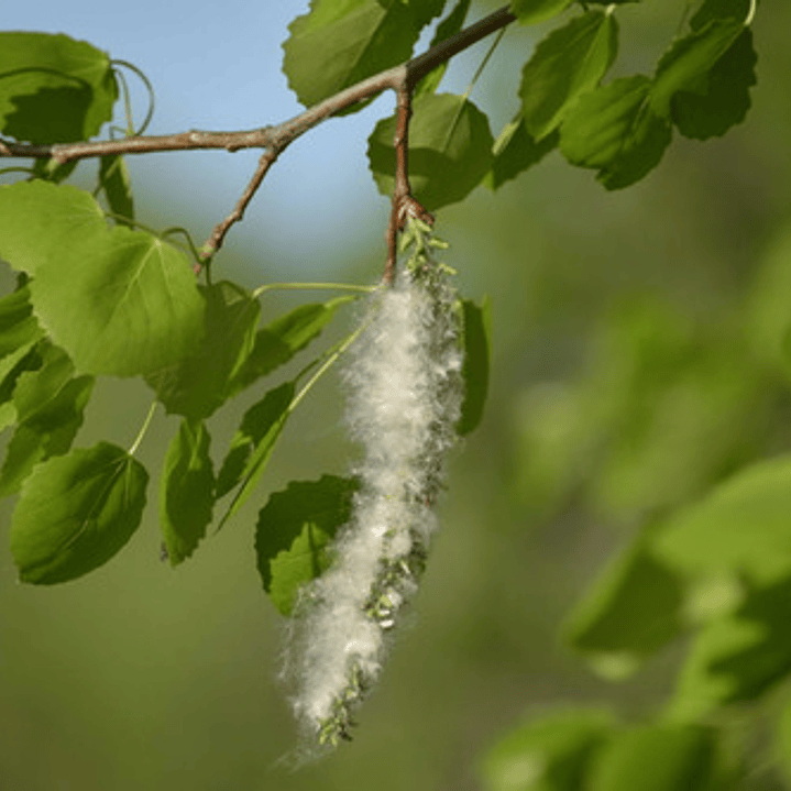 Alamo 2 Metros Árbol Planta Ornamental 2