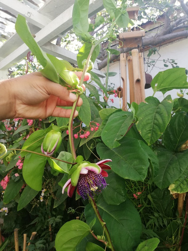 Passiflora Alata Trepadora Ornamental 1