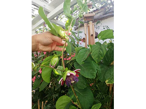 Passiflora Alata Trepadora Ornamental