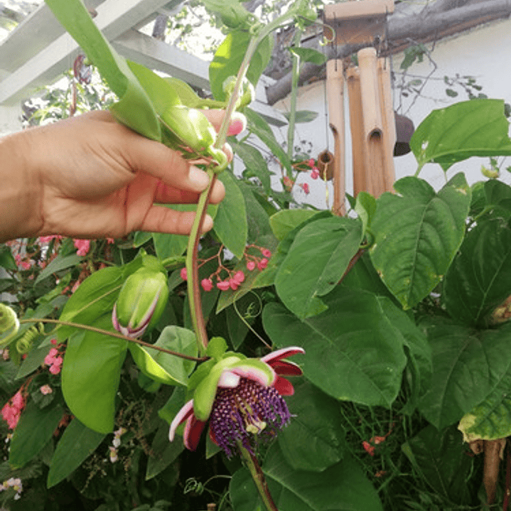 Passiflora Alata Trepadora Ornamental 1