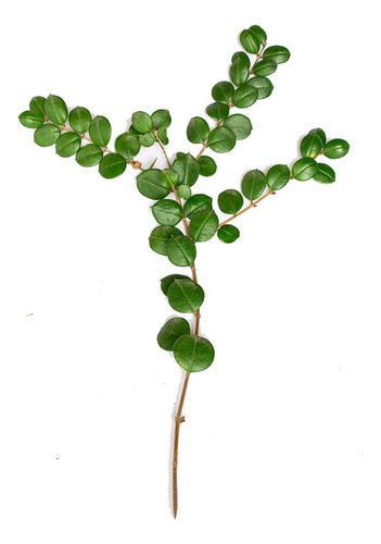 Arrayán Chileno Planta Ornamental 1