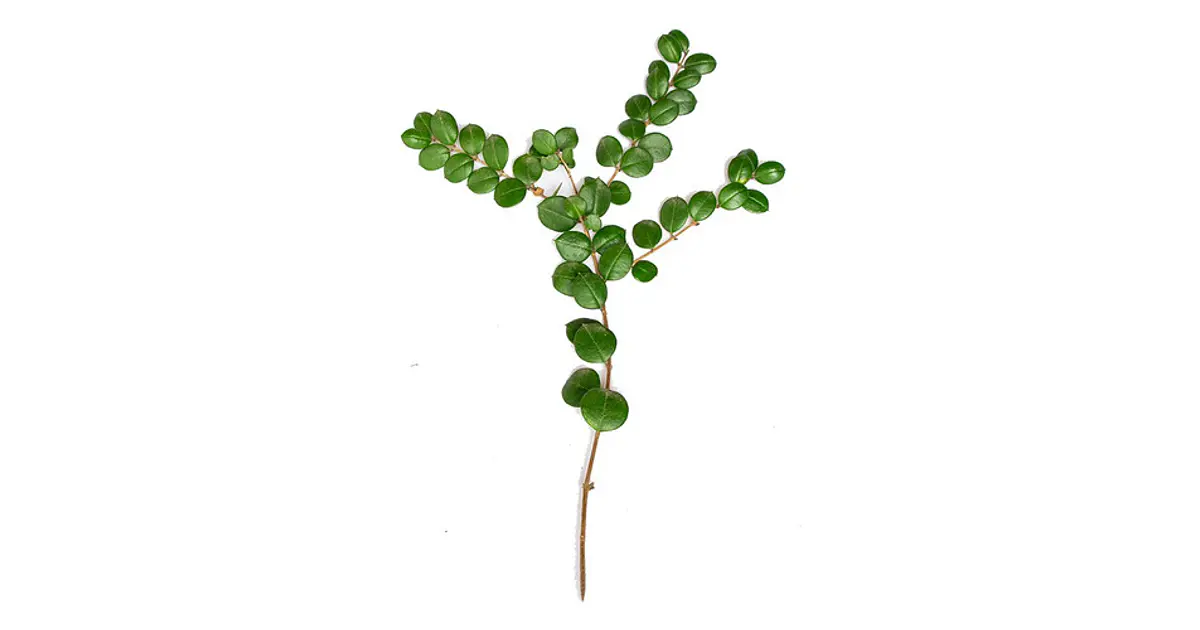 Arrayán Chileno Planta Ornamental