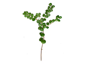 Arrayán Chileno Planta Ornamental