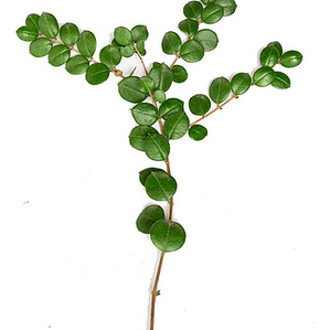 Arrayán Chileno Planta Ornamental