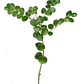 Arrayán Chileno Planta Ornamental - Miniatura 1