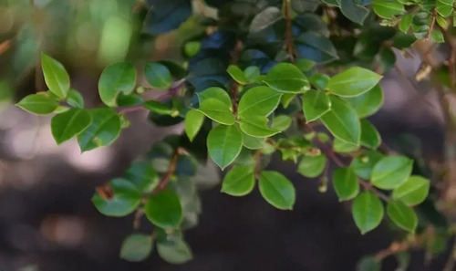 Arrayán Chileno Planta Ornamental 2