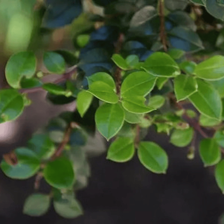 Arrayán Chileno Planta Ornamental 2