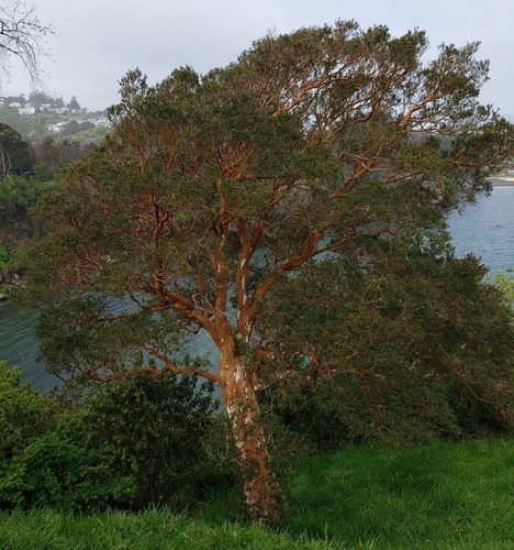Arrayán Chileno Planta Ornamental 3