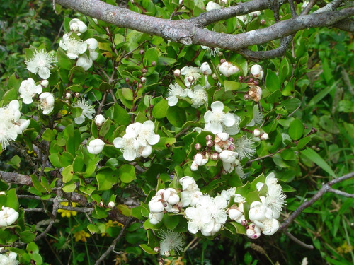 Arrayán Chileno Planta Ornamental 4