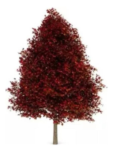 Liquidambar Xl 3 Metros / Árbol / Planta Ornamental 1