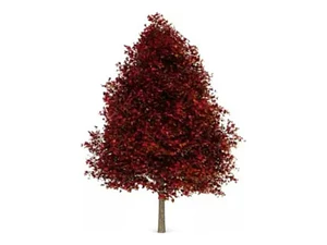 Liquidambar Xl 3 Metros / Árbol / Planta Ornamental