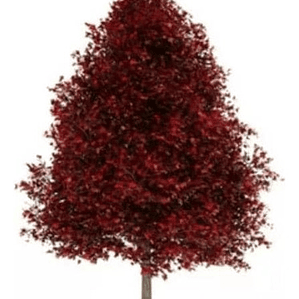 Liquidambar Xl 3 Metros / Árbol / Planta Ornamental