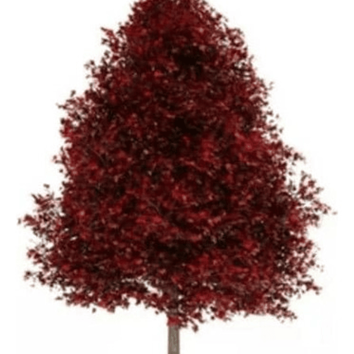 Liquidambar Xl 3 Metros / Árbol / Planta Ornamental 1