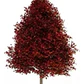 Liquidambar Xl 3 Metros / Árbol / Planta Ornamental - Miniatura 1