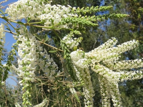 Ilan Ilan Aloysia Árbol/arbusto Ornamental Perfumado 1