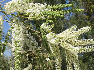 Ilan Ilan Aloysia Árbol/arbusto Ornamental Perfumado