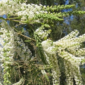 Ilan Ilan Aloysia Árbol/arbusto Ornamental Perfumado