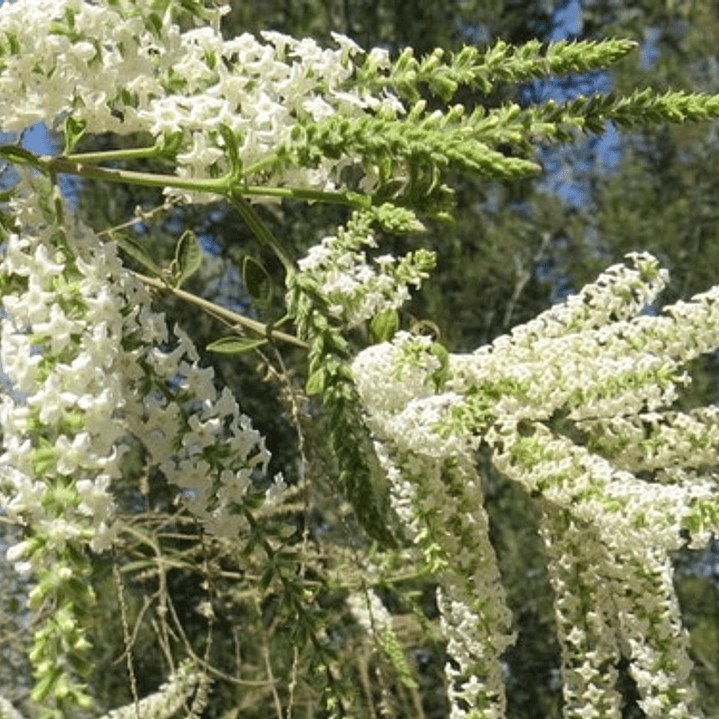 Ilan Ilan Aloysia Árbol/arbusto Ornamental Perfumado 1