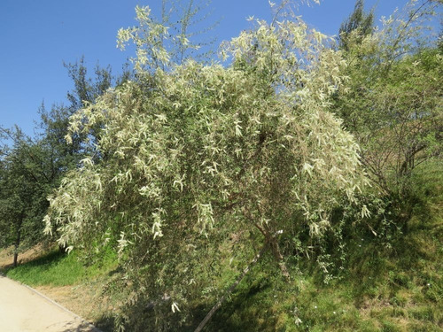 Ilan Ilan Aloysia Árbol/arbusto Ornamental Perfumado 2