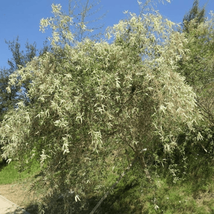 Ilan Ilan Aloysia Árbol/arbusto Ornamental Perfumado 2