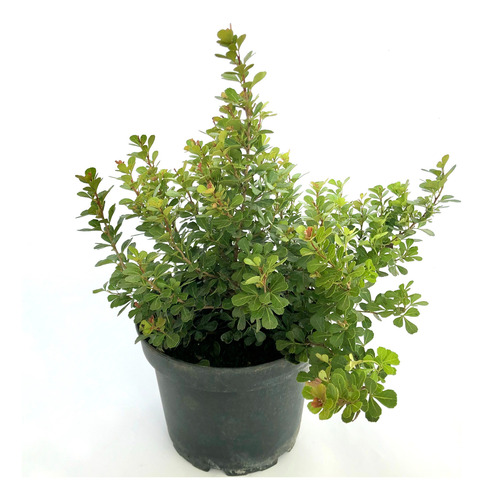 Rhus Crenata Arbusto Planta Ornamental 1
