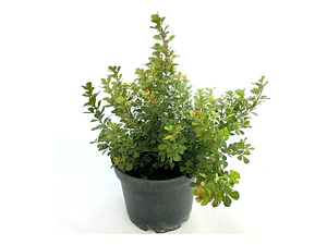 Rhus Crenata Arbusto Planta Ornamental