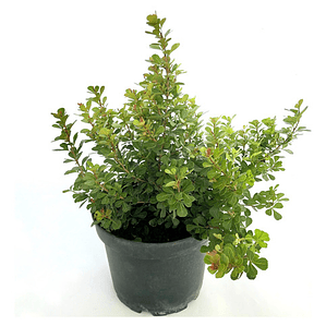 Rhus Crenata Arbusto Planta Ornamental