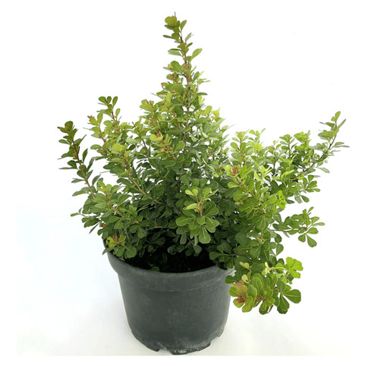 Rhus Crenata Arbusto Planta Ornamental 1