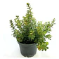 Rhus Crenata Arbusto Planta Ornamental - Miniatura 1