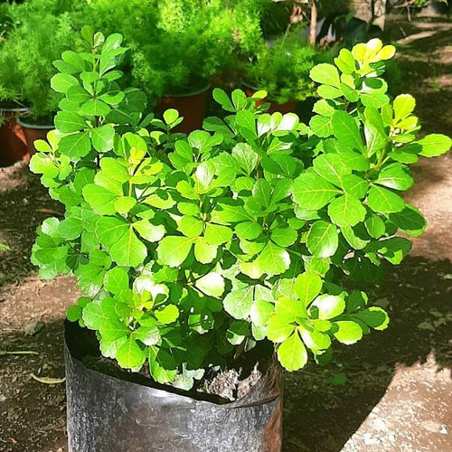 Rhus Crenata Arbusto Planta Ornamental 2