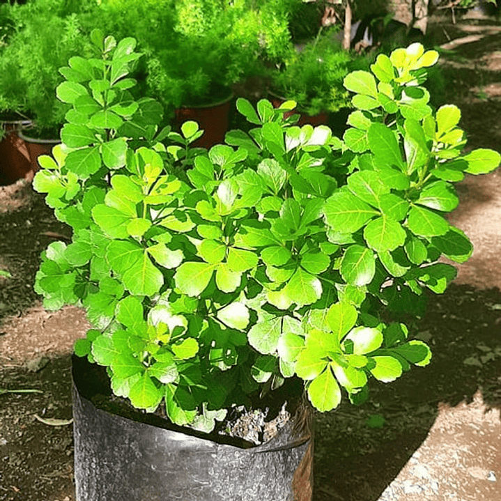 Rhus Crenata Arbusto Planta Ornamental 2
