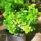 Rhus Crenata Arbusto Planta Ornamental - Miniatura 2