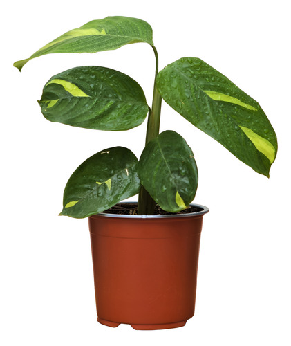 Maranta Arundinacea / Planta Obediente / Planta De Interior 1