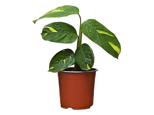 Maranta Arundinacea / Planta Obediente / Planta De Interior