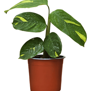 Maranta Arundinacea / Planta Obediente / Planta De Interior