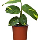 Maranta Arundinacea / Planta Obediente / Planta De Interior - Miniatura 1